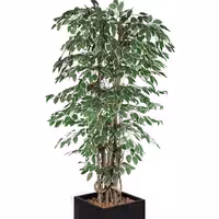 Umjetna biljka "Fikus Starlight" - 210 cm - u tegli