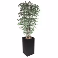 Umjetna biljka "Fikus Starlight" - 210 cm - u tegli
