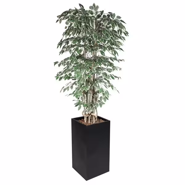 Yapay Ağaç "Ficus Starlight" - 210cm - Saksılı