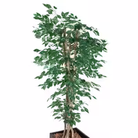 Yapay Ağaç "Ficus" - 210cm - Saksılı