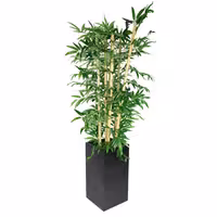 Yapay Ağaç "Bambu" - 210cm - Saksılı