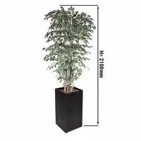 Umjetna biljka "Fikus Starlight" - 210 cm - u tegli